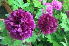 西安兵马俑大明宫少林龙门开封双飞五日游-春节